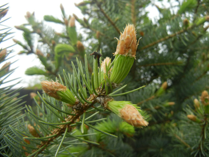 Picea abies (2014, April 28)