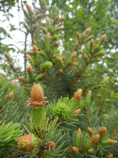 Picea abies (2014, April 28)