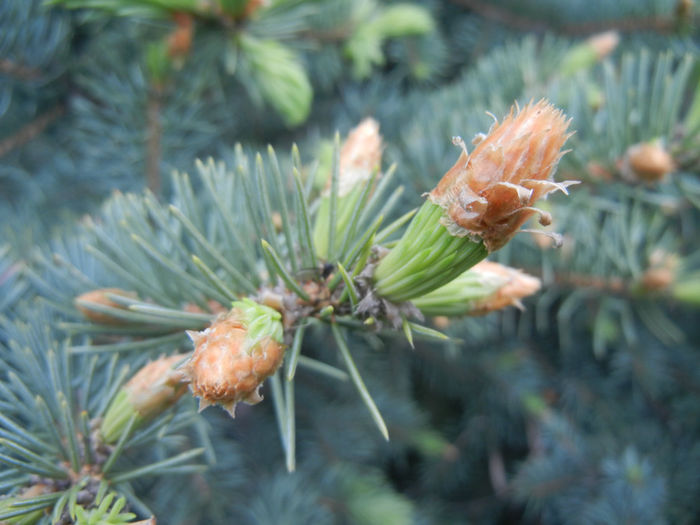 Picea abies (2014, April 28) - Picea abies 2008