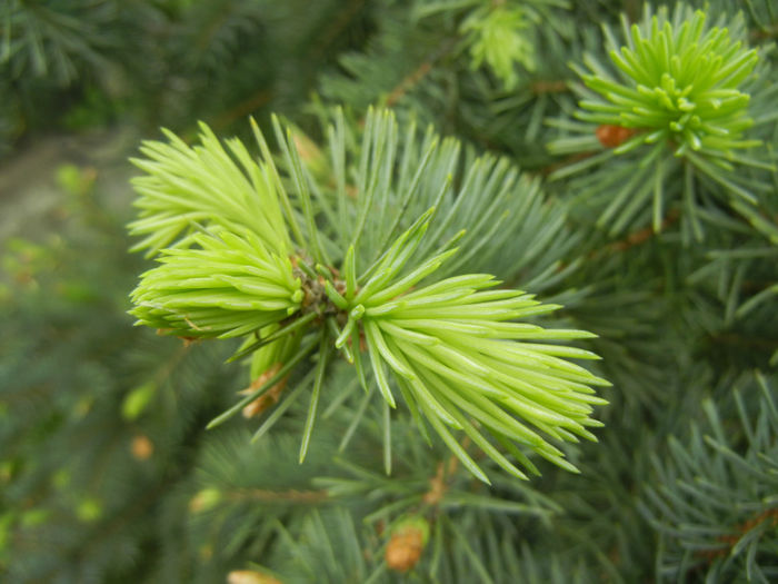Picea abies (2014, April 28)