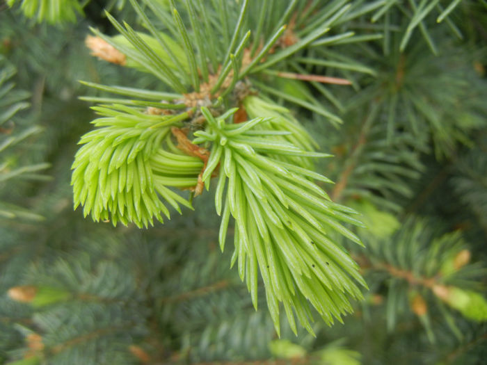 Picea abies (2014, April 28)