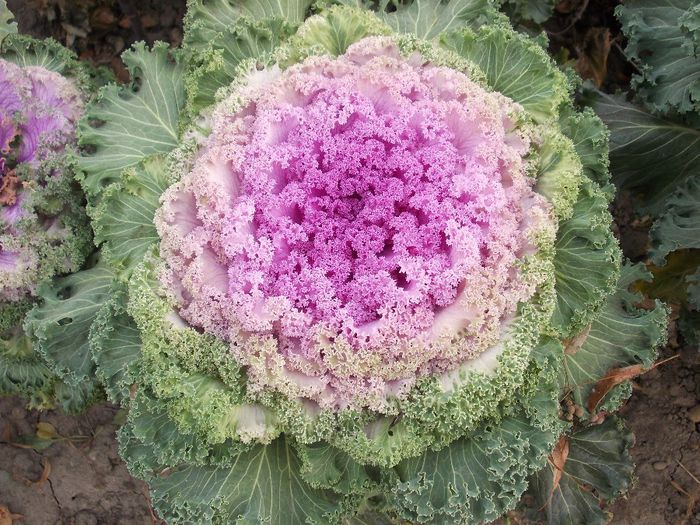 DSCN1038; varza decorativa
