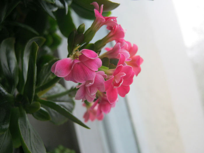 IMG_005 - Flori 2014_1