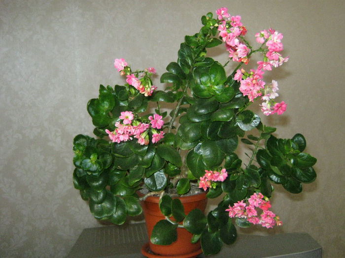 IMG_006 - Flori 2014_1