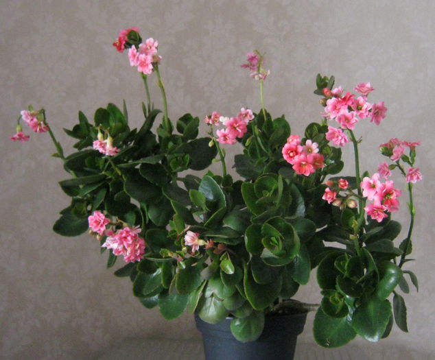 IMG_007 - Flori 2014_1