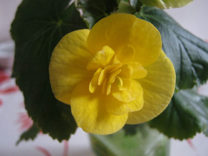 IMG_010 - Flori 2014_1