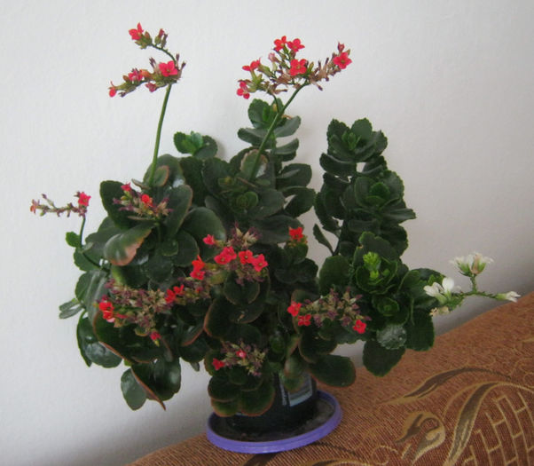 IMG_011 - Flori 2014_1