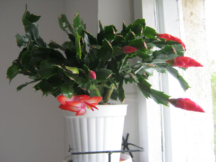 IMG_013 - Flori 2014_1