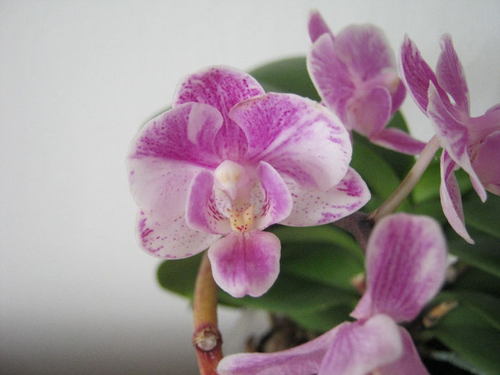 IMG_016 - Flori 2014_1