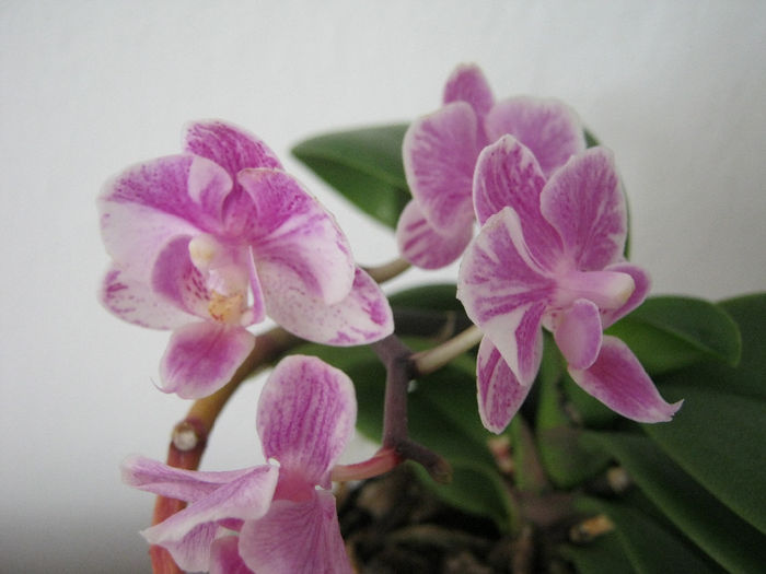 IMG_017 - Flori 2014_1