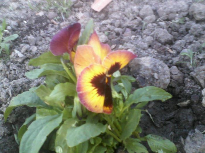 553288_162665227220611_222970558_n - florile mele
