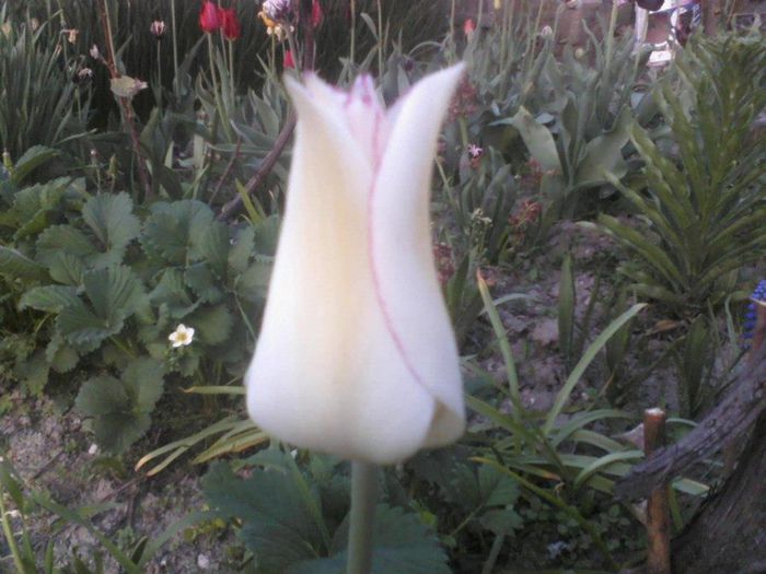 555134_162665317220602_1087202259_n - florile mele