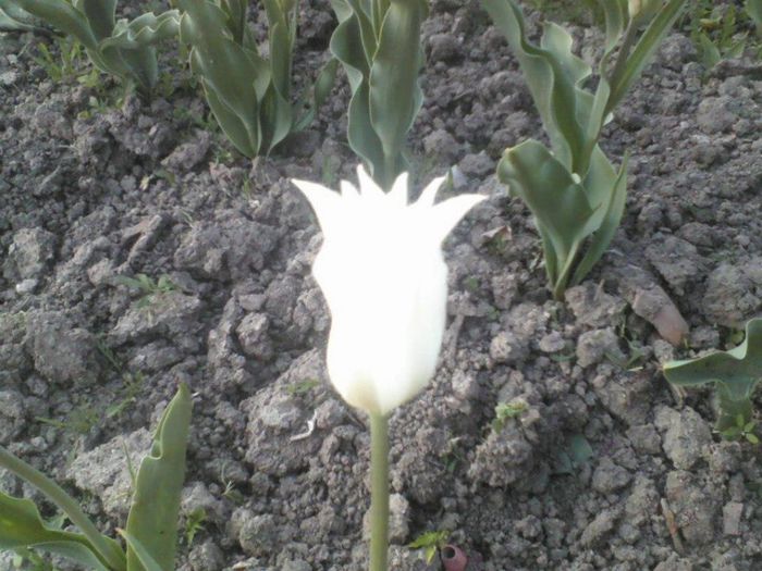 559925_162665287220605_1665934186_n - florile mele
