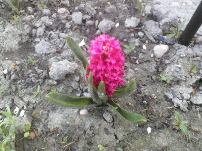 574899_162665030553964_1812905776_n - florile mele