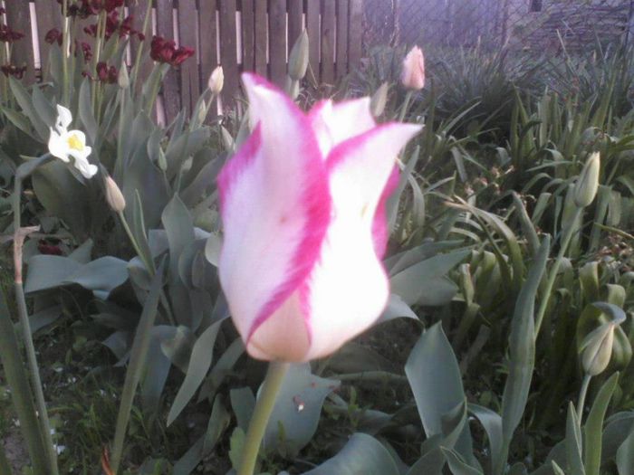 577355_162665263887274_1547242131_n - florile mele