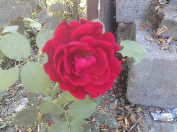 602251_162665463887254_1622376110_n - florile mele