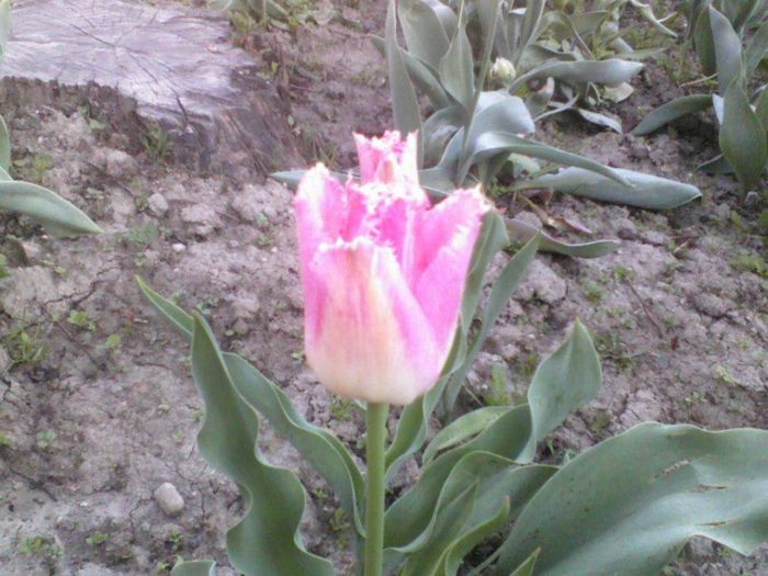 625449_162664990553968_993101794_n - florile mele