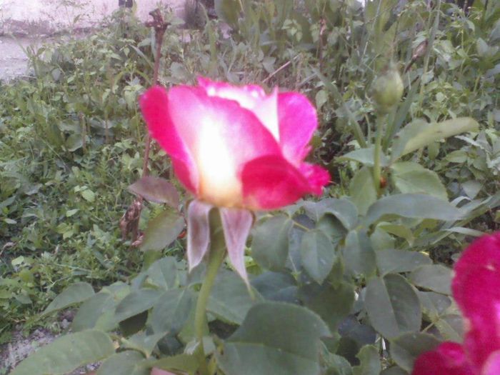 625500_162665170553950_361041783_n - florile mele