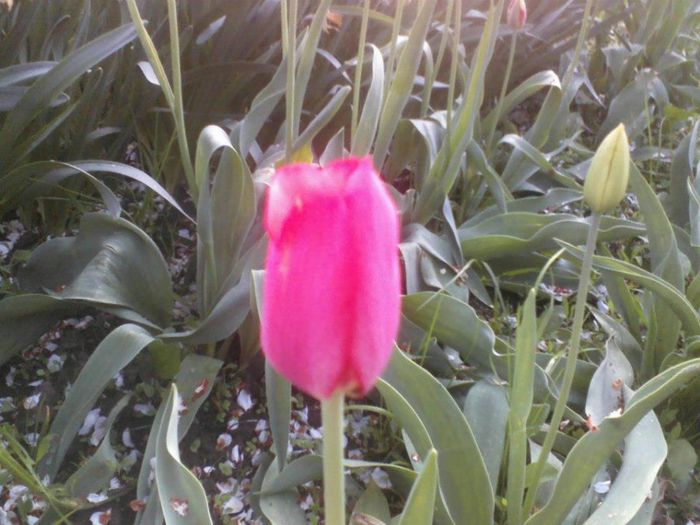 733918_162665270553940_74179605_n - florile mele
