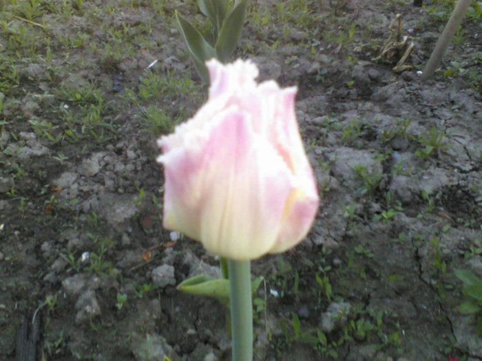 734861_162665040553963_208893978_n - florile mele