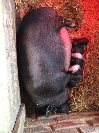 Din nou mamica 30.04.2014