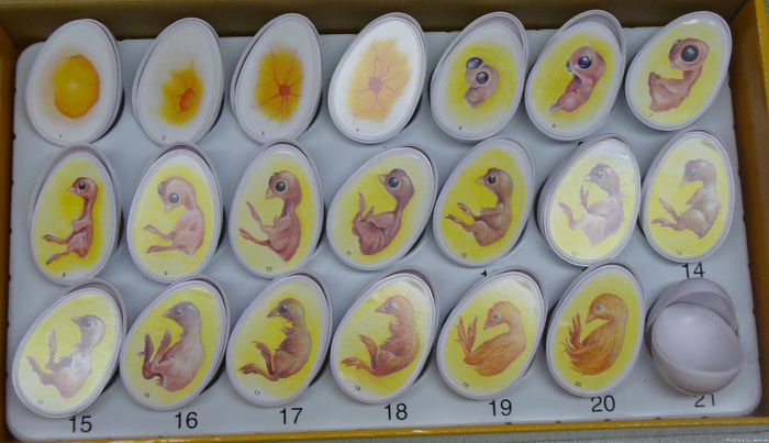 Chicken Egg Development - drumul puiului pana iese din ou
