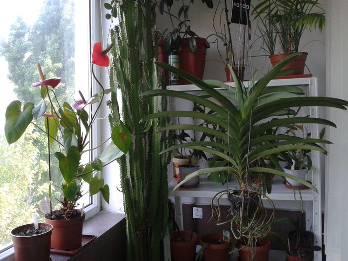 Anthurium sta inflorit de 2 ani!! - 0018 FLORI APT 2014