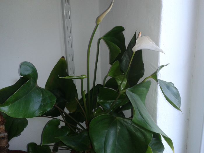 Anthurium luat de la reduceri..... - 0018 FLORI APT 2014