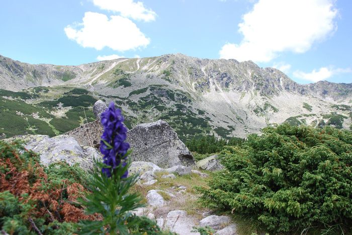 DSC_0425 - PARCUL NATIONAL RETEZAT