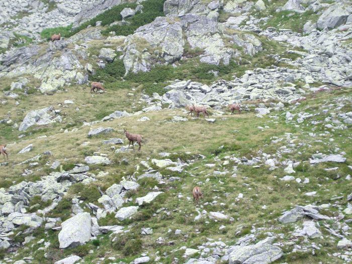 DSCF6215 - PARCUL NATIONAL RETEZAT