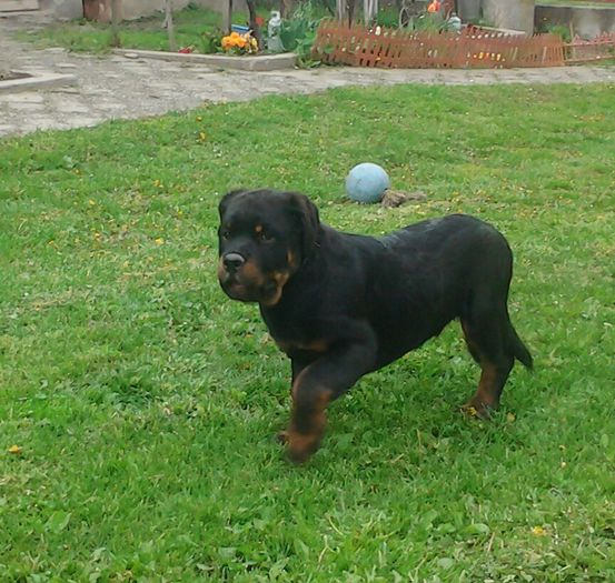 20140417_190443~2 - Pui de rottweiler de vanzare