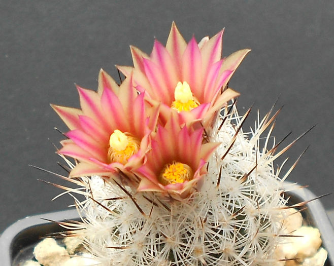turbinicarpus subterraneus zaragozae