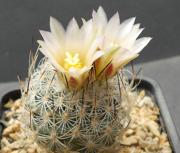 turbinicarpus subterraneus zaragozae - b1-cactusi 2014