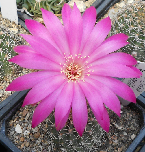 lobivia winteriana - b1-cactusi 2014