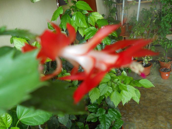 DSCN5882