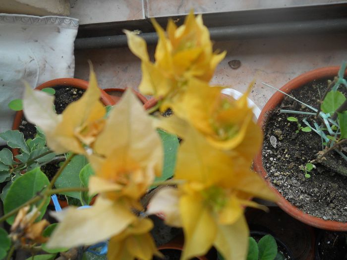 DSCN5886