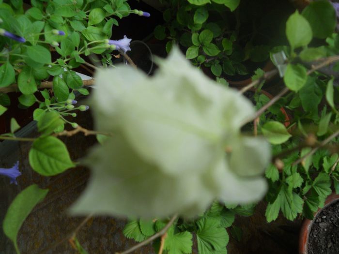 DSCN5890