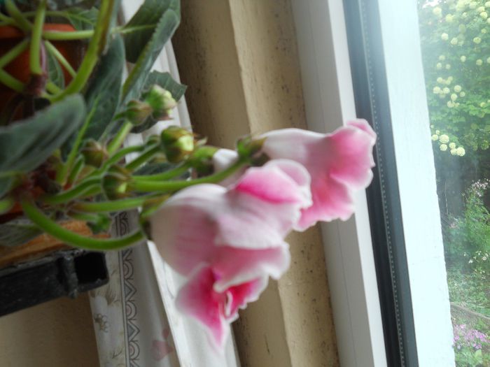 DSCN5893