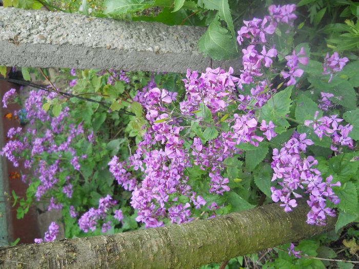 DSCN5942