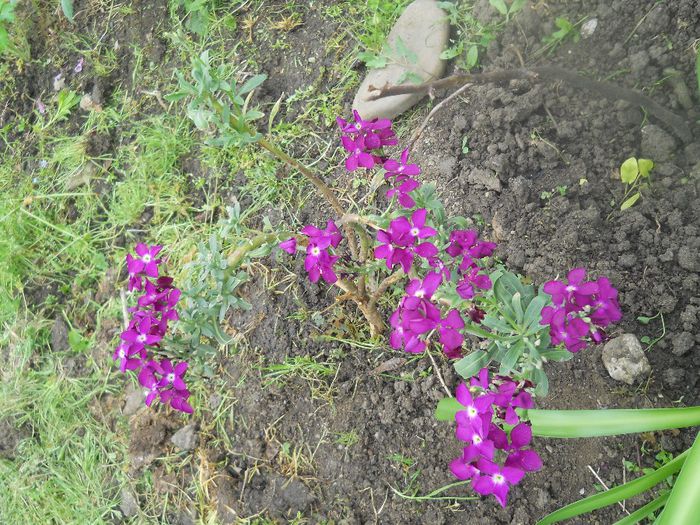 micsunica; A trecut peste iarna afara in gradina
