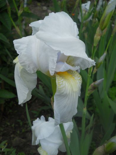 DSCN5912