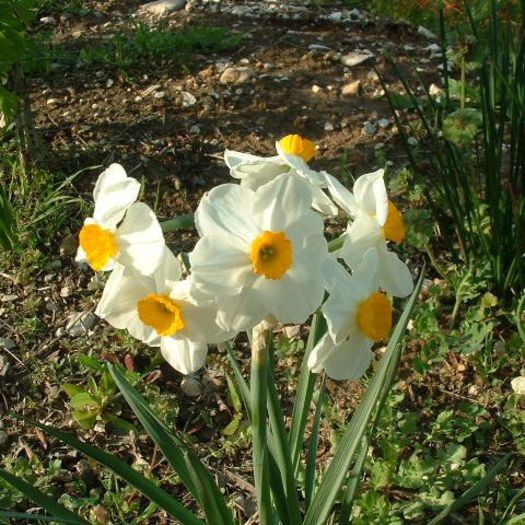 Narcise Geranium