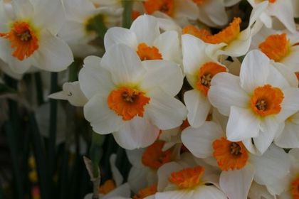 Narcise Barrett Browning