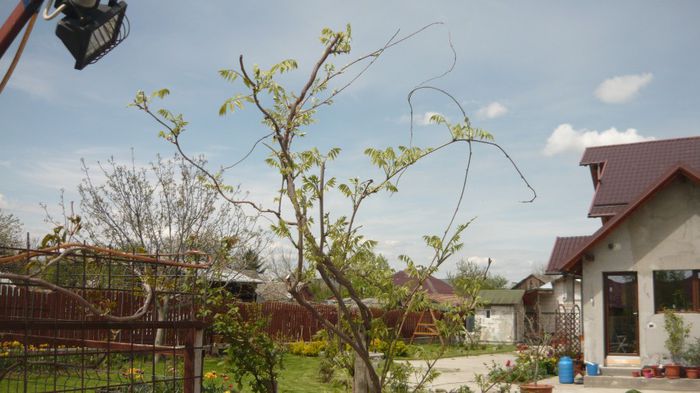 066 - wisteria