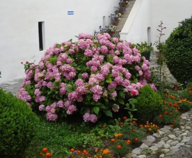 hortensii in Olanesti (3) - w plante admirate la altii