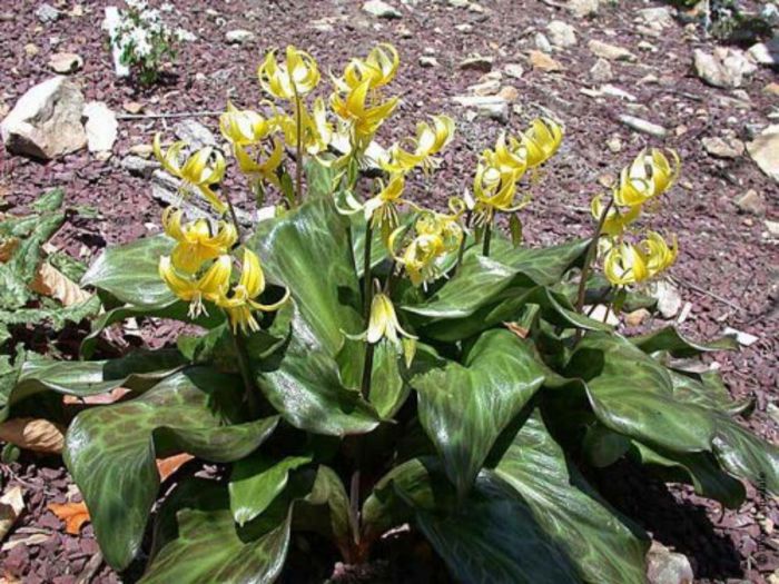 Erythronium Pagoda