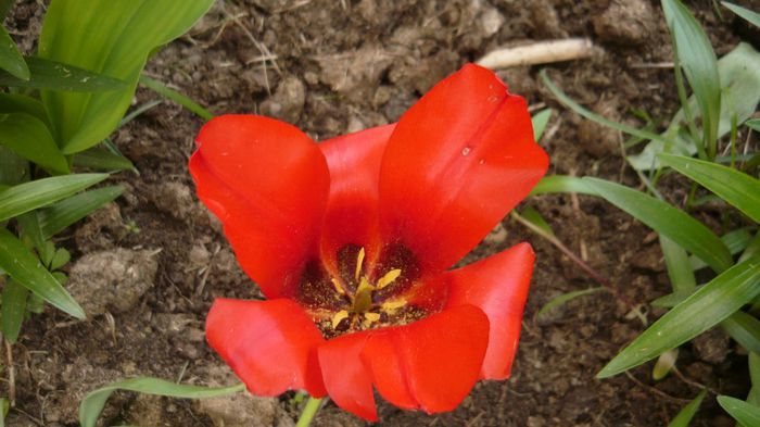 010 - 2014 primavara