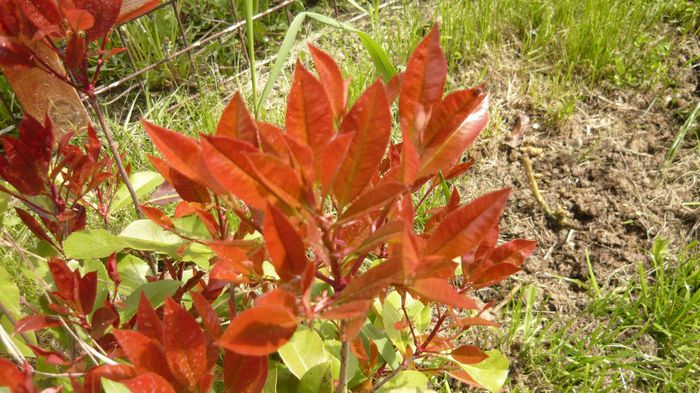 064 - 2014 primavara