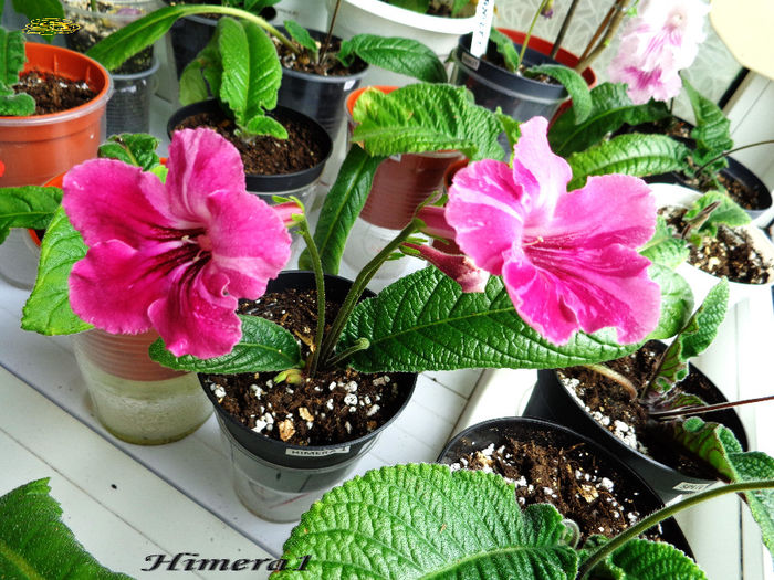 Himera1 (30-04-2014) - Streptocarpusi 2014
