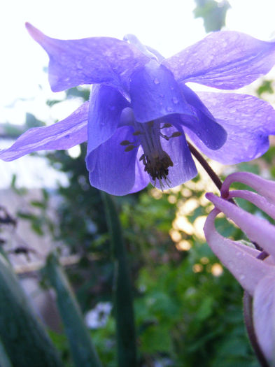 Aquilegia Spring Magic Blue